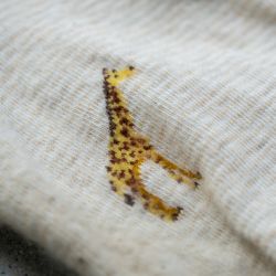 Chaussettes en coton - motifs animaliers Beige safari