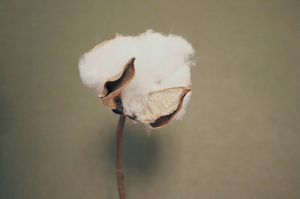 What is cotton? Why did BILLYBELT choose it carefully? 